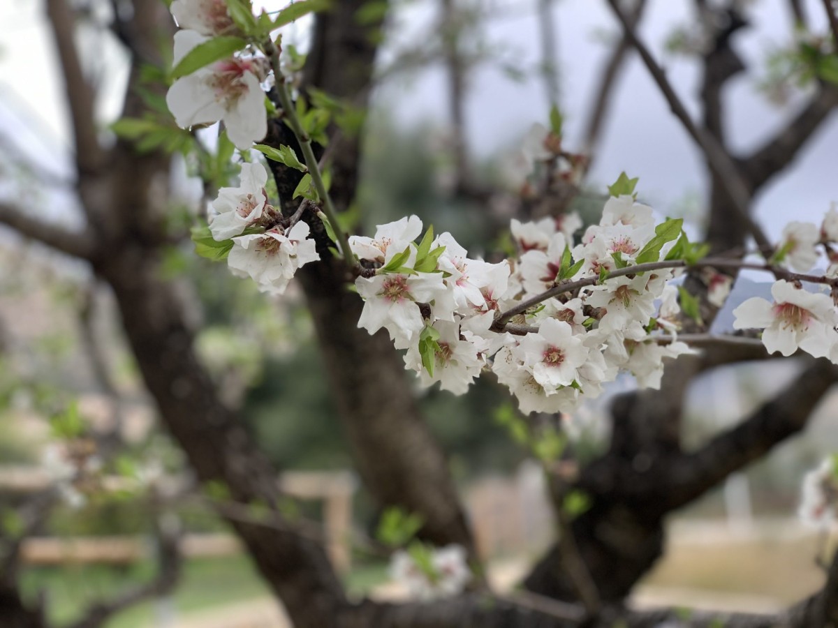 El aliento de la primavera