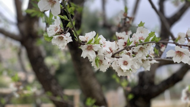 El aliento de la primavera